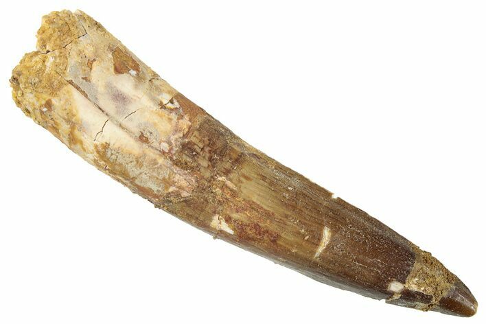 Fossil Spinosaurus Tooth - Real Dinosaur Tooth #267543